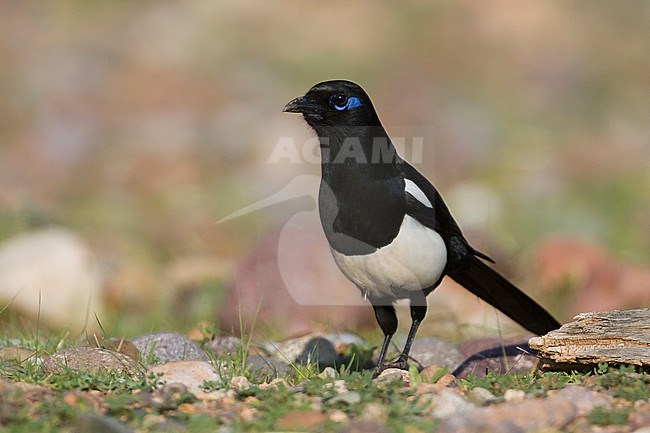 Maghrebekster, Maghreb Magpie, Pica mauretanica, Morocco, adult stock-image by Agami/Ralph Martin,