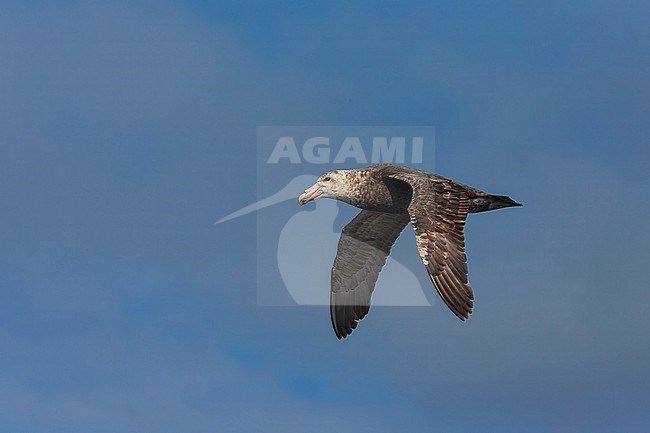 Southern Giant Petrel, Macronectes giganteus, in the south Atlantic ocean. stock-image by Agami/Marc Guyt,