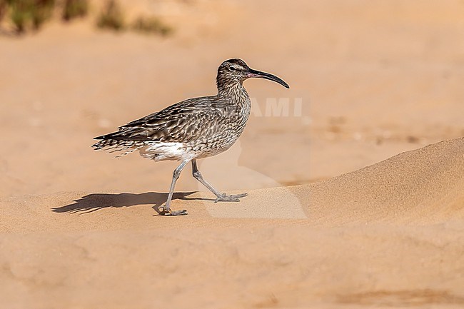 Adult Eurasian Whimbrel (Numenius phaeopus phaeopus) walking along the Iwik beach in Banc d'Arguin, Mauritania. stock-image by Agami/Vincent Legrand,