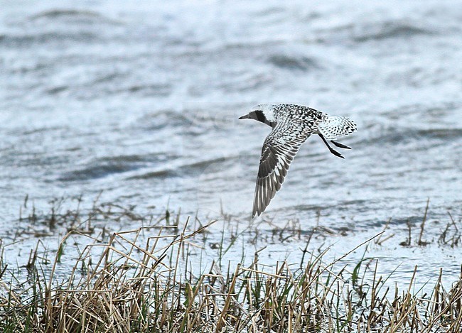 Grey Plover (Pluvialis squatarola), in flight, seen from the side, showing upperwing and tail pattern. stock-image by Agami/Renate Visscher,