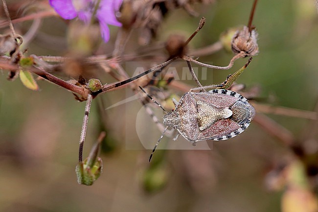 Hairy Shieldbug imago stock-image by Agami/Arnold Meijer,