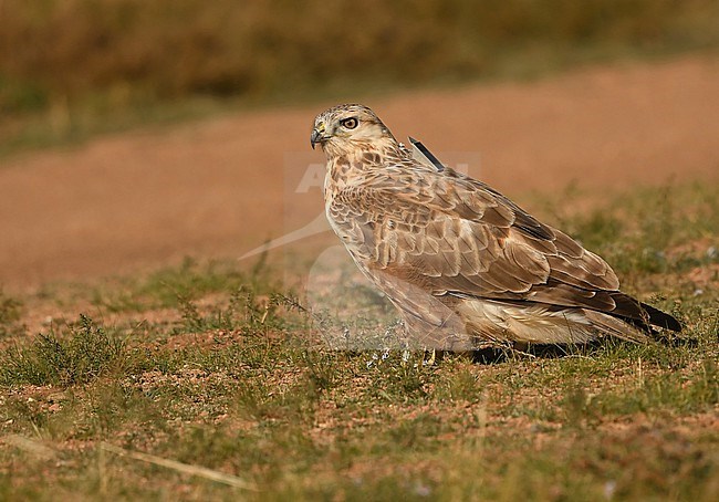 The Upland buzzard (Buteo hemilasius) is the largest buzzard species and lives from Kazachstan to Korea in mountainous grassy and rocky areas. It is common in Mongolia and western China. This individual is wearing a transmitter for reasons of research. stock-image by Agami/Eduard Sangster,