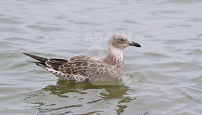 Juveniele Kleine Mantelmeeuw, Juvenile Lesser Black-backed Gull stock-image by Agami/Karel Mauer,