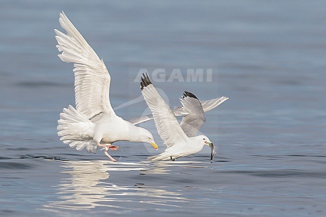 Black-legged Kittiwake (Rissa tridactyla) feeding in the ocean near Nome, Alaska. stock-image by Agami/Glenn Bartley,