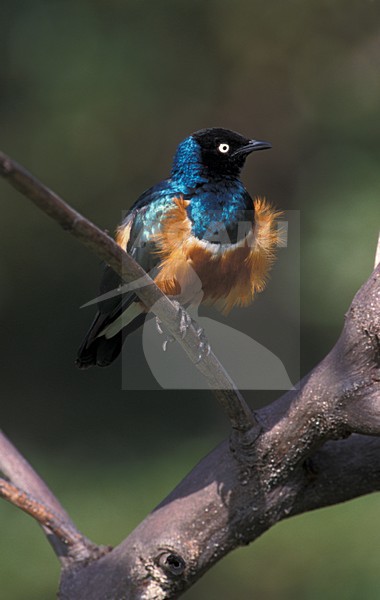 Driekleurige Glansspreeuw op tak; Superb Starling on a branch stock-image by Agami/Marc Guyt,