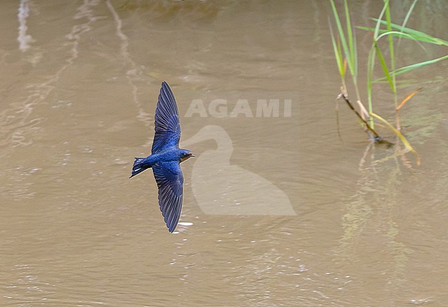 Angola Swallow (Hirundo angolensis) in Angola. stock-image by Agami/Pete Morris,