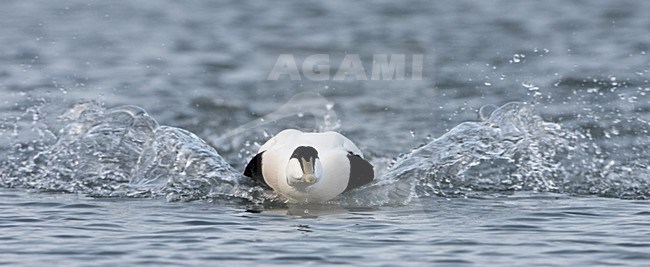 Common Eider adult male swimming; Eider volwassen man zwemmend stock-image by Agami/Jari Peltomäki,