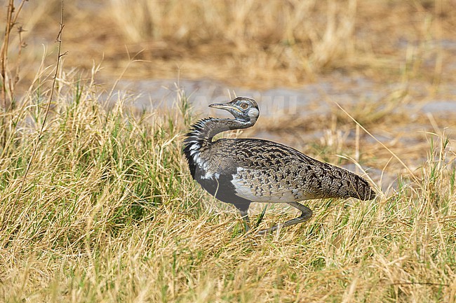 Black-bellied bustard, Lissotis melanogaster, male in courtship display. Savuti, Chobe National Park, Botswana stock-image by Agami/Sergio Pitamitz,