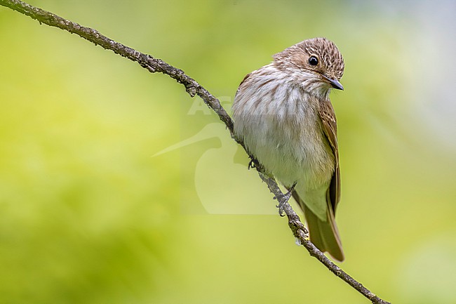 Spotted Flycatcher (Muscicapa striata) in Italy. stock-image by Agami/Daniele Occhiato,
