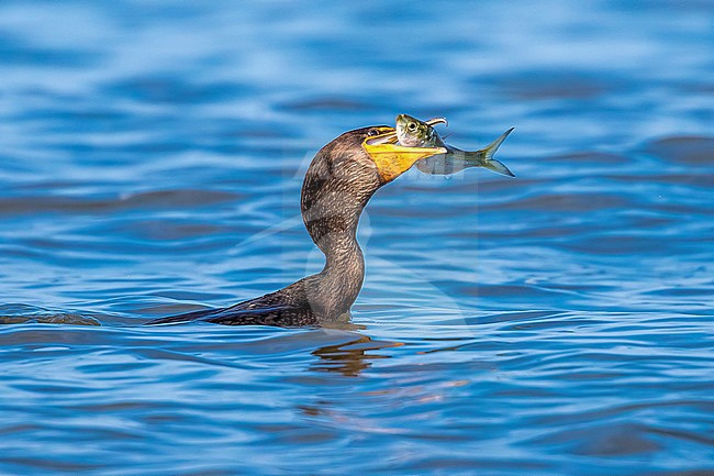 Immature Double-crested Cormorant with a fish in Cape May Point, New Jersey, USA. August 2016. stock-image by Agami/Vincent Legrand,