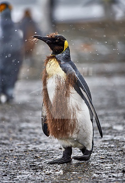 King Penguin (Aptenodytes patagonicus) moulting from young to adult plumage, South Georgia stock-image by Agami/Tomas Grim,