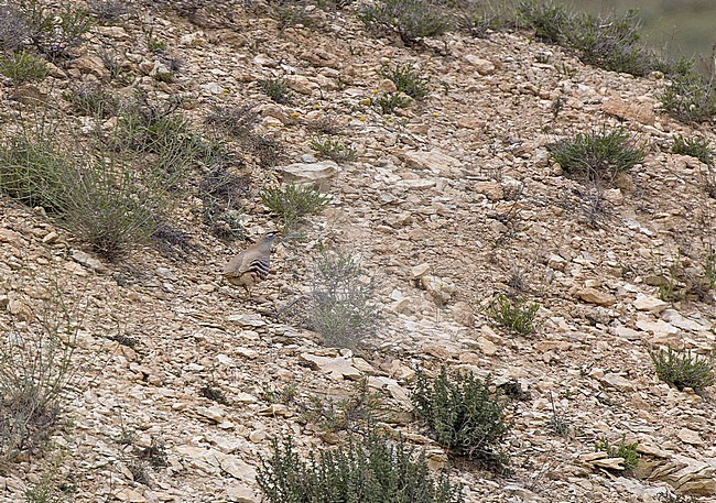 Male See-see Partridge, Ammoperdix griseogularis, in Turkey. Standing on a slope. stock-image by Agami/Pete Morris,