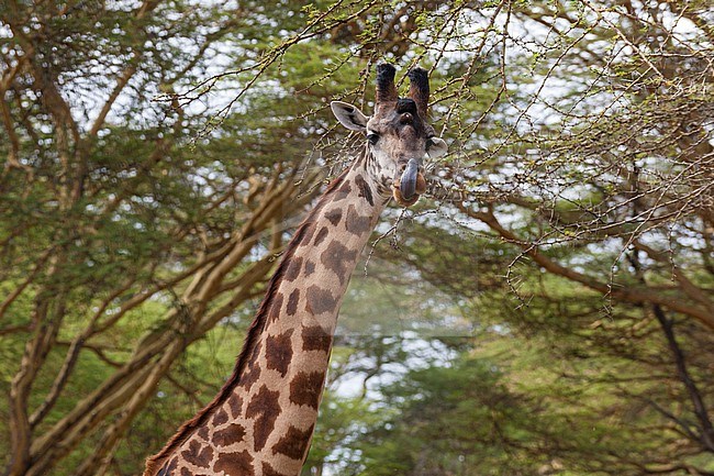 A male Rothschild's giraffe, Giraffa camelopardalis rothschildi. Kenya, Africa. stock-image by Agami/Sergio Pitamitz,