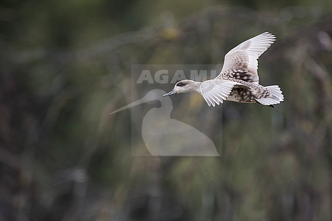 Adult female Marbled Teal (Marmaronetta angustirostris) flying above a wetland in Spain. Side view of bird in flight flying rounds over the lake in the nature reserve. stock-image by Agami/Ralph Martin,