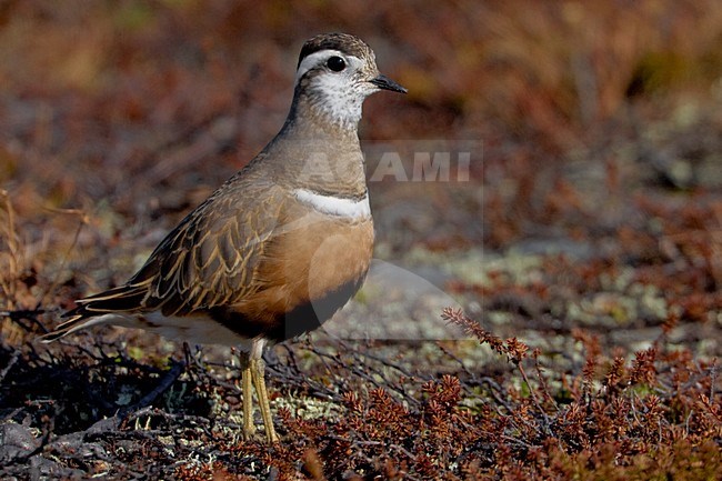 Volwassen vrouwtje Morinelplevier in broedgebied; Adult female Eurasian Dotterel on breeding ground stock-image by Agami/Daniele Occhiato,