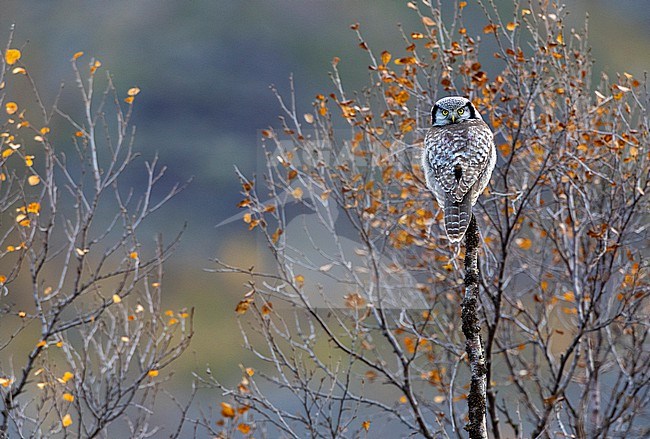 Northern Hawk Owl, Surnia ulula, in Varanger peninsula, Arctic Norway. stock-image by Agami/Marc Guyt,