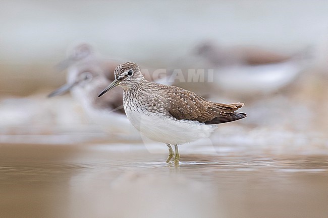 Green Sandpiper, Tringa ochropus, in Italy. stock-image by Agami/Daniele Occhiato,