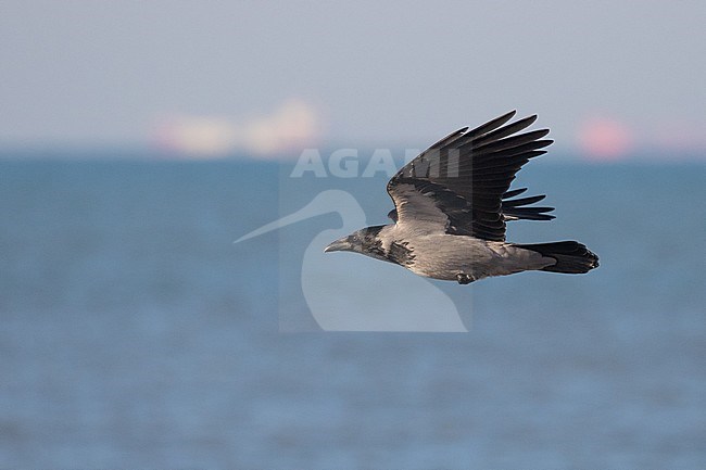 Wintering Hooded Crow (Corvus cornix) at the beach of Katwijk in the Netherlands. Scarce winter guest in Holland. stock-image by Agami/Arnold Meijer,