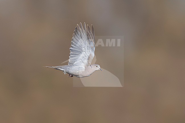 Flying African Collared-Dove (Streptopelia roseogrisea roseogrisea) over sewage pond of Mindelo, Sao Vicente, Cape Verde. stock-image by Agami/Vincent Legrand,