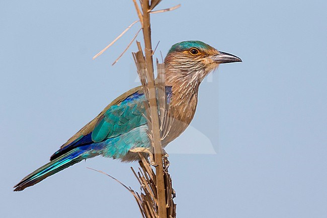Indian Roller (Coracias benghalensis), Standing on a branch, Qurayyat, Muscat Governorate, Oman stock-image by Agami/Saverio Gatto,