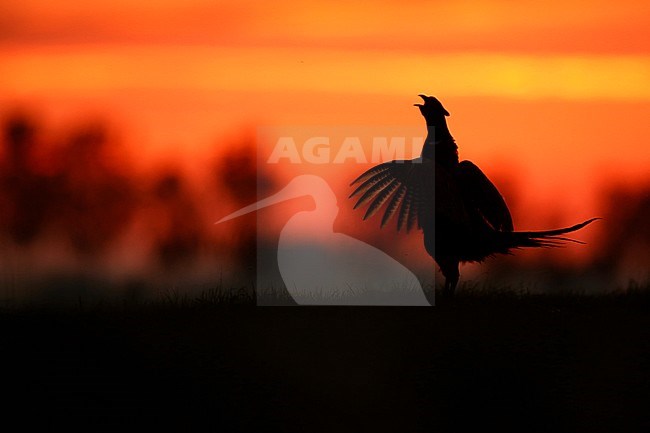 Fazant; Common Pheasant; stock-image by Agami/Chris van Rijswijk,