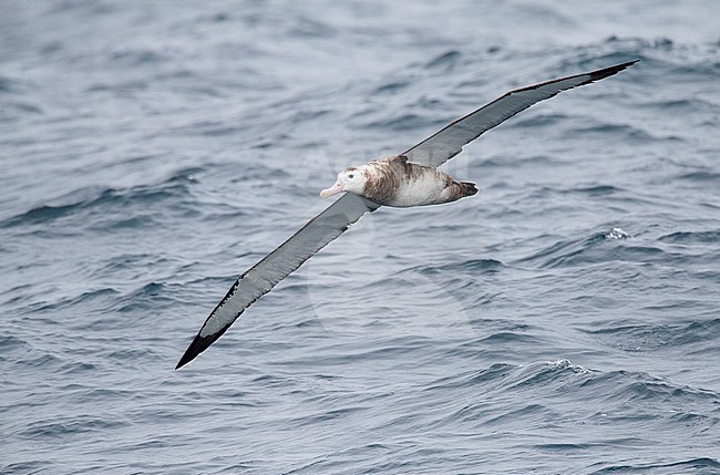 Antipodean albatross (Diomedea antipodensis) flying low over the ocean surface in the seas of subantarctic New Zealand. stock-image by Agami/Marc Guyt,