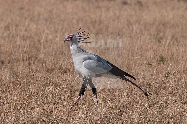 A secretary bird, Sagittarius serpentarius, walking through savanna grass. Masai Mara National Reserve, Kenya. stock-image by Agami/Sergio Pitamitz,