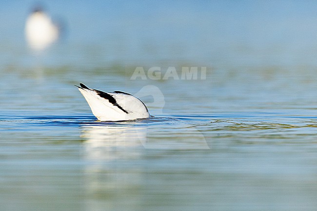  stock-image by Agami/Menno van Duijn,