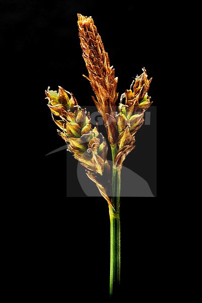 Spring sedge, Carex caryophyllea stock-image by Agami/Wil Leurs,