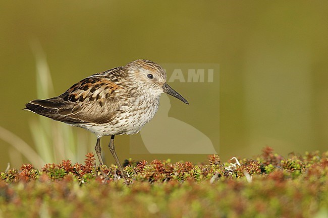 Adult Western Sandpiper (Calidris mauri) at breeding area in Seward Peninsula, Alaska, USA. stock-image by Agami/Brian E Small,