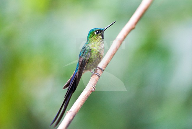 Violetstaartnimf op een tak; Violet-tailed Sylph on a branch stock-image by Agami/Marc Guyt,