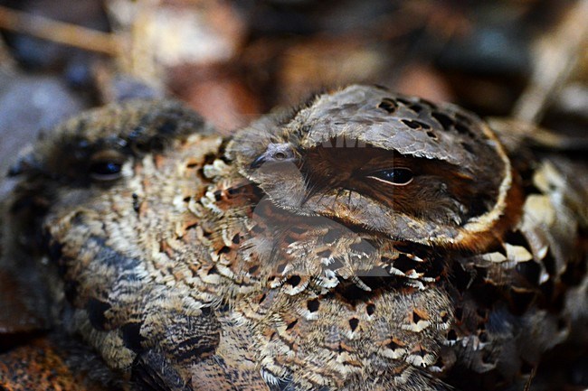 Gekraagde Nachtzwaluw, Collared Nightjar stock-image by Agami/Laurens Steijn,