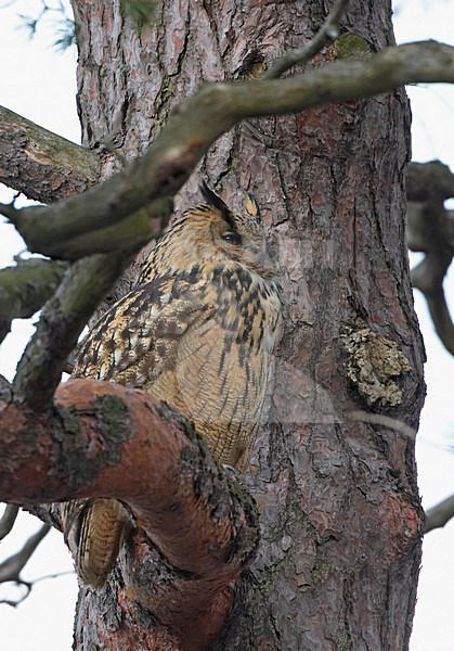 Eurasian Eagle Owl perched in tree; Oehoe zittend in boom stock-image by Agami/Markus Varesvuo,