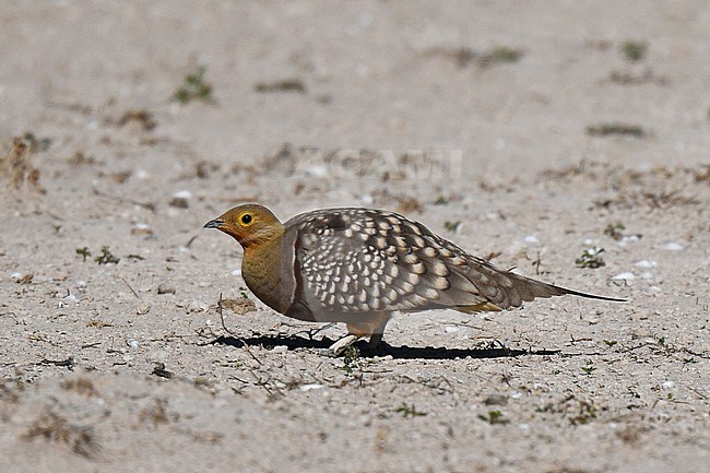 Namaqua Sandgrouse, Pterocles namaqua, in Namibia. stock-image by Agami/Laurens Steijn,