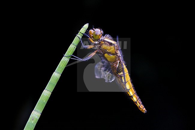 Female Broad-bodied Chaser stock-image by Agami/Wil Leurs,
