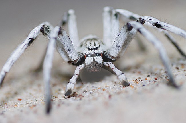 Huntsman Spider (Eusparassus perezi ) taken the 23/02/2023 at Sharqiya Sands - Oman stock-image by Agami/Nicolas Bastide,