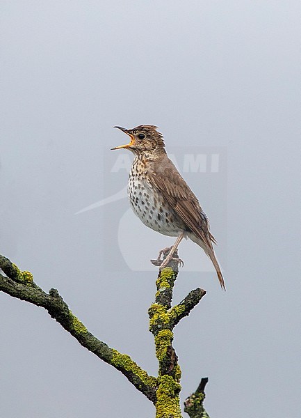 Introduced Song Thrush (Turdus philomelos) in New Zealand. Male singing from exposed perch. stock-image by Agami/Marc Guyt,