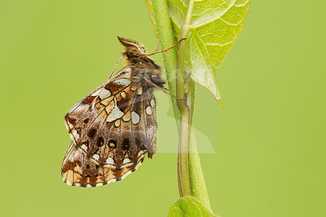 Paarse parelmoervlinder, Violet Fritillary stock-image by Agami/Rob de Jong,