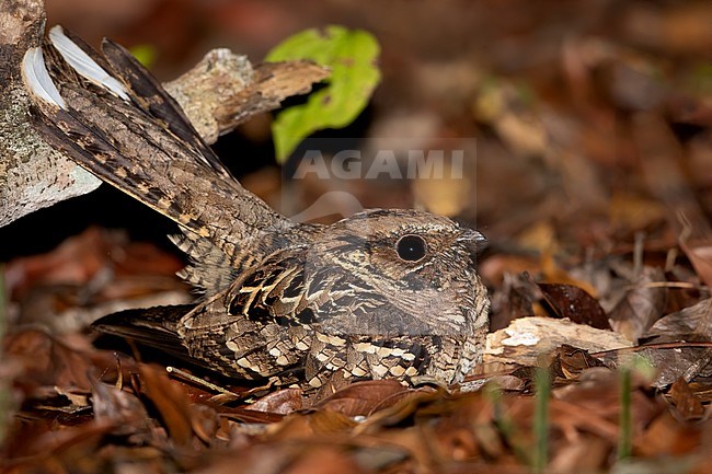 Common Pauraque (Nyctidromus albicollis) resting on the ground in a tropical forest in Guatemala. stock-image by Agami/Dubi Shapiro,