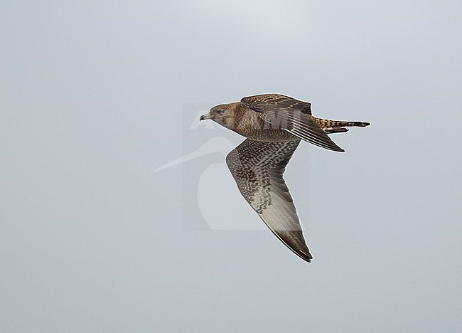 Immature Pomarine Jaeger (Stercorarius pomarinus) or Pomarine Skua in the Netherlands during autumn migration. stock-image by Agami/Kris de Rouck,