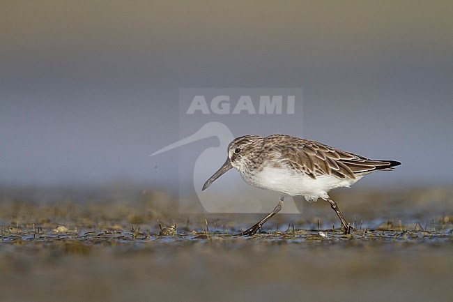 Broad-billed Sandpiper - SumpflÃ¤ufer - Limicola falcinellus, Oman, 2nd cy stock-image by Agami/Ralph Martin,