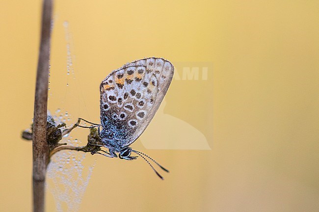 Female Silver-studded Blue stock-image by Agami/Wil Leurs,