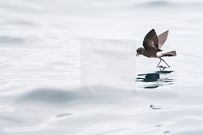 Elliot's Storm Petrel (Oceanites gracilis) flying above the sea surface on the Pacific ocean off Lima, Peru. Foraging with its feet. stock-image by Agami/Marc Guyt,