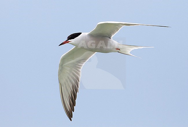 Common Tern - Flussseeschwalbe - Sterna hirundo ssp. minussensis, Kazakhstan, adult stock-image by Agami/Ralph Martin,