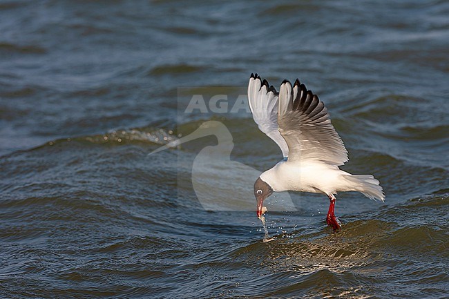 Adult Common Black-headed Gull (Chroicocephalus ridibundus) in the Netherlands. Picking up food from the water surface. stock-image by Agami/Marc Guyt,