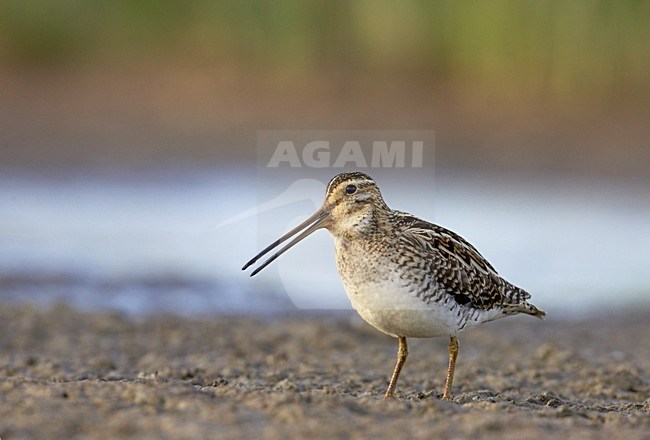 Roepende Watersnip; Calling Common Snipe stock-image by Agami/Markus Varesvuo,