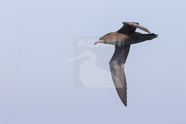 Sooty shearwater (Ardenna grisea) flying, with the sky as background, in Brittany, France. stock-image by Agami/Sylvain Reyt,