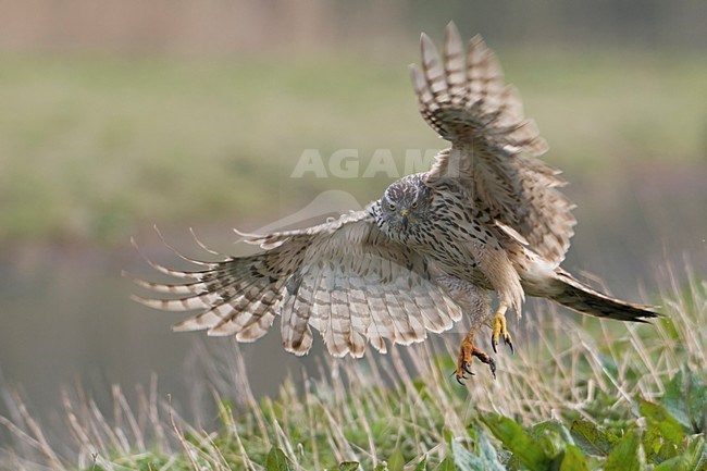 Havik landend op prooi; Northern Goshawk landing on prey stock-image by Agami/Han Bouwmeester,