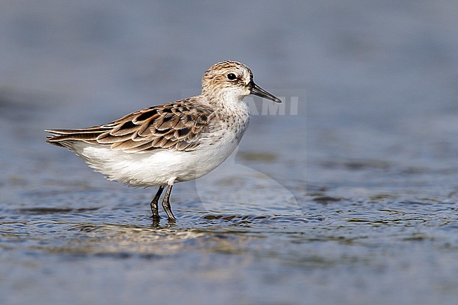 Adult non-breeding
Galveston Co., TX
April 2011 stock-image by Agami/Brian E Small,