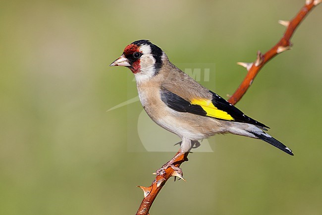 European Goldfinch (Carduelis carduelis), side view of an adult perched on a branch, Abruzzo, Italy stock-image by Agami/Saverio Gatto,